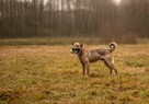 Do adopcji, do pokochania sympatyczny psiak SYLWEK 2l. 18kg - 4