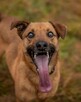 Do adopcji, do pokochania sympatyczny psiak SYLWEK 2l. 18kg - 8