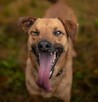 Do adopcji, do pokochania sympatyczny psiak SYLWEK 2l. 18kg - 7