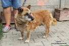 Anatol- Cudowny senior po przejściach poleca się do adopcji! - 3