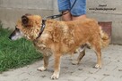 Anatol- Cudowny senior po przejściach poleca się do adopcji! - 7