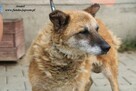 Anatol- Cudowny senior po przejściach poleca się do adopcji! - 6