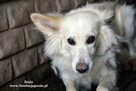 Biała- nieśmiała suczka poleca się do adopcji! - 2
