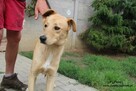 Pataj- Biszkoptowy młodzieniec do adopcji! - 2