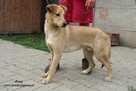 Pataj- Biszkoptowy młodzieniec do adopcji! - 4