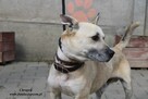 Chrupek- Wyjątkowy młodzieniec szuka domku! - 2