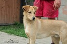 Pataj- Biszkoptowy młodzieniec do adopcji! - 3