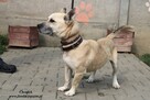 Chrupek- Wyjątkowy młodzieniec szuka domku! - 5