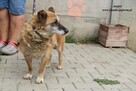Anatol- Cudowny senior po przejściach poleca się do adopcji! - 8