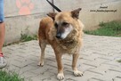 Anatol- Cudowny senior po przejściach poleca się do adopcji! - 5