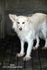 Biała- nieśmiała suczka poleca się do adopcji! - 5