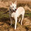 Piękny Tic od 11 lat nikt nie był w stanie go pokochać - 6