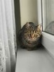 Halka ok 2,5 r.wspaniała, miziasta koteczka prosi o dom MORN - 3