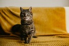 Halka ok 2,5 r.wspaniała, miziasta koteczka prosi o dom MORN - 1