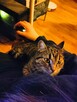 Halka ok 2,5 r.wspaniała, miziasta koteczka prosi o dom MORN - 4