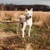 Piękny Tic od 11 lat nikt nie był w stanie go pokochać - 3