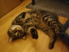 Halka ok 2,5 r.wspaniała, miziasta koteczka prosi o dom MORN - 2