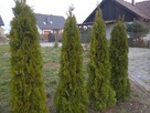 Tuje Wrocław nasadzenia Trawa z rolki, ogrody - 2