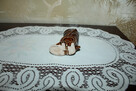 Bucik Porcelit Ceramika PRL - 9