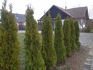 Tuje Wrocław nasadzenia Trawa z rolki, ogrody - 3
