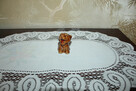 Tygrysek Porcelit Ceramika PRL - 5