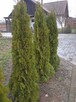 Tuje Wrocław nasadzenia Trawa z rolki, ogrody - 4