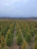 Tuja Szmaragd/ Thuja occidentalis Smaragd 120-130 Balot - 3