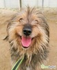 KOSMO - piękny psiak szuka domu - 2