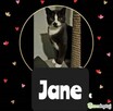 JANE - urocza koteczka szuka domu - 1