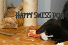 Duży Szwajcarski Pies Pasterski cudne szczeniaki szczeniak - 3