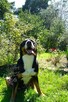 Duży Szwajcarski Pies Pasterski wspaniali rodzice szczenięta - 2