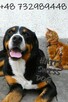 Duży Szwajcarski Pies Pasterski cudne szczeniaki szczeniak - 4
