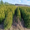 Tuja Szmaragd/ Thuja occidentalis Smaragd 120-130 Balot - 2