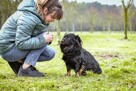 Mały kudłaty piesek czeka na wymarzony dom-adoptuj - 2