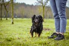 Mały kudłaty piesek czeka na wymarzony dom-adoptuj - 3