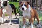 Amstaff / Amstaf / American Staffordshiere Terrier - 4