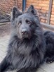 Owczarek czarny długowłosy reproduktor - 3