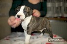 Amstaff / Amstaf / American Staffordshiere Terrier - 2
