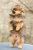 Szpic miniaturowy Pomeranian FCI - 7