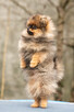 Szpic miniaturowy Pomeranian FCI - 8