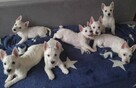 West Highland White Terrier ZKWP, FCI szczeniaki - 3