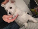 West Highland White Terrier ZKWP, FCI szczeniaki - 5