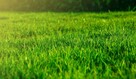 Glebogryzarka separacyjna, niwelacja terenu, trawnik, - 1