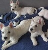 West Highland White Terrier ZKWP, FCI szczeniaki - 2