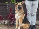 BERLIN mlody przyjacielski psiak kochający ludzi szuka domku - 2