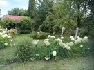 Działka RODO na Górczynie - 6