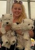 West Highland White Terrier ZKWP, FCI szczeniaki - 6