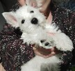 West Highland White Terrier ZKWP, FCI szczeniaki - 1