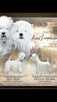 West Highland White Terrier ZKWP, FCI szczeniaki - 7