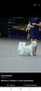 West Highland White Terrier ZKWP, FCI szczeniaki - 9
